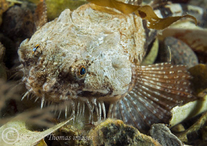 Pogge aka Hooknose.
Aughrus Pier, Connemara.
June 2011.... by Mark Thomas 